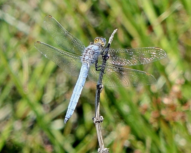 southern skimmer